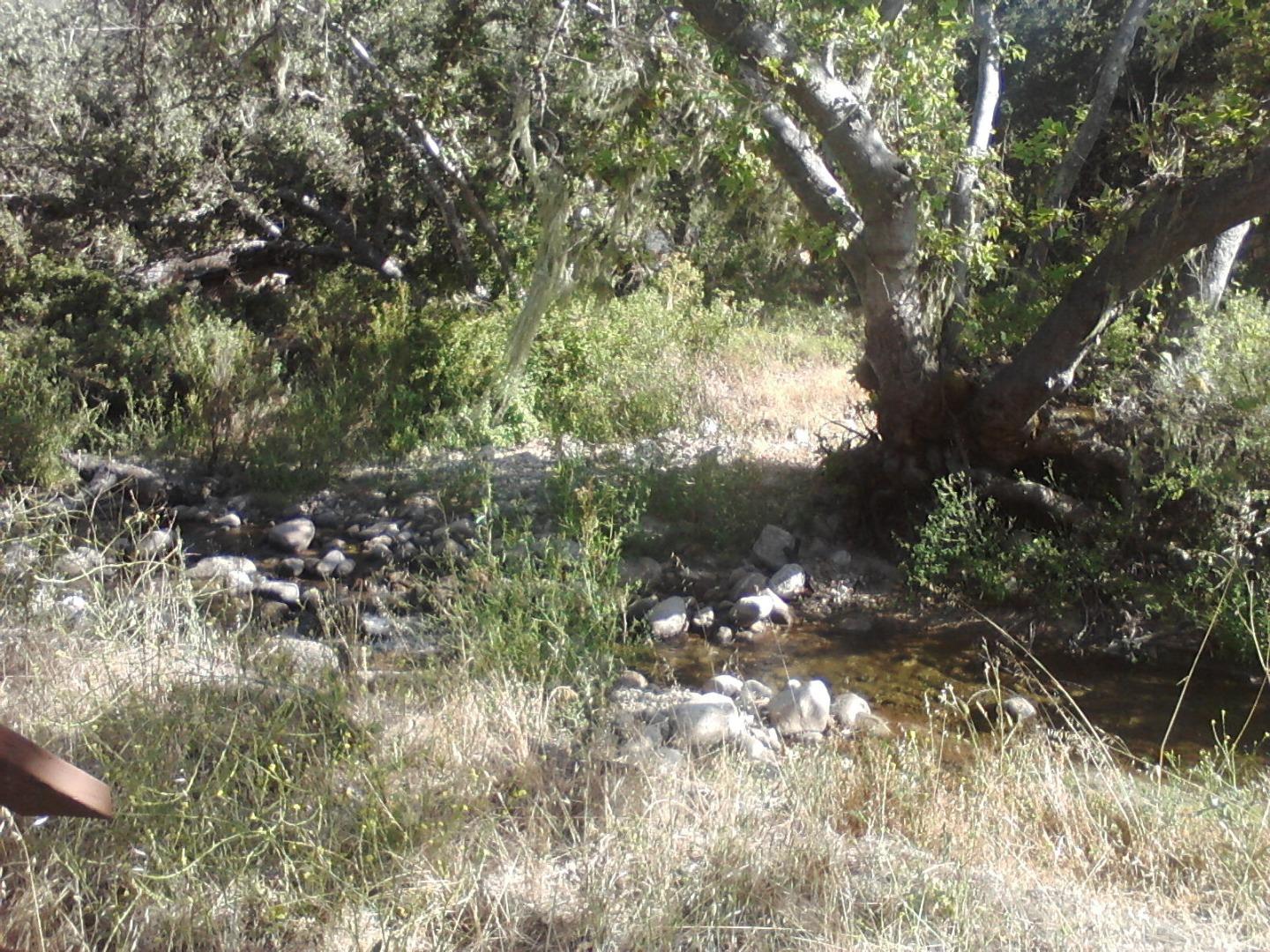 18671 Cachagua Road Carmel Valley, CA 93924 - Photo 5 of 6 a picture of tree
