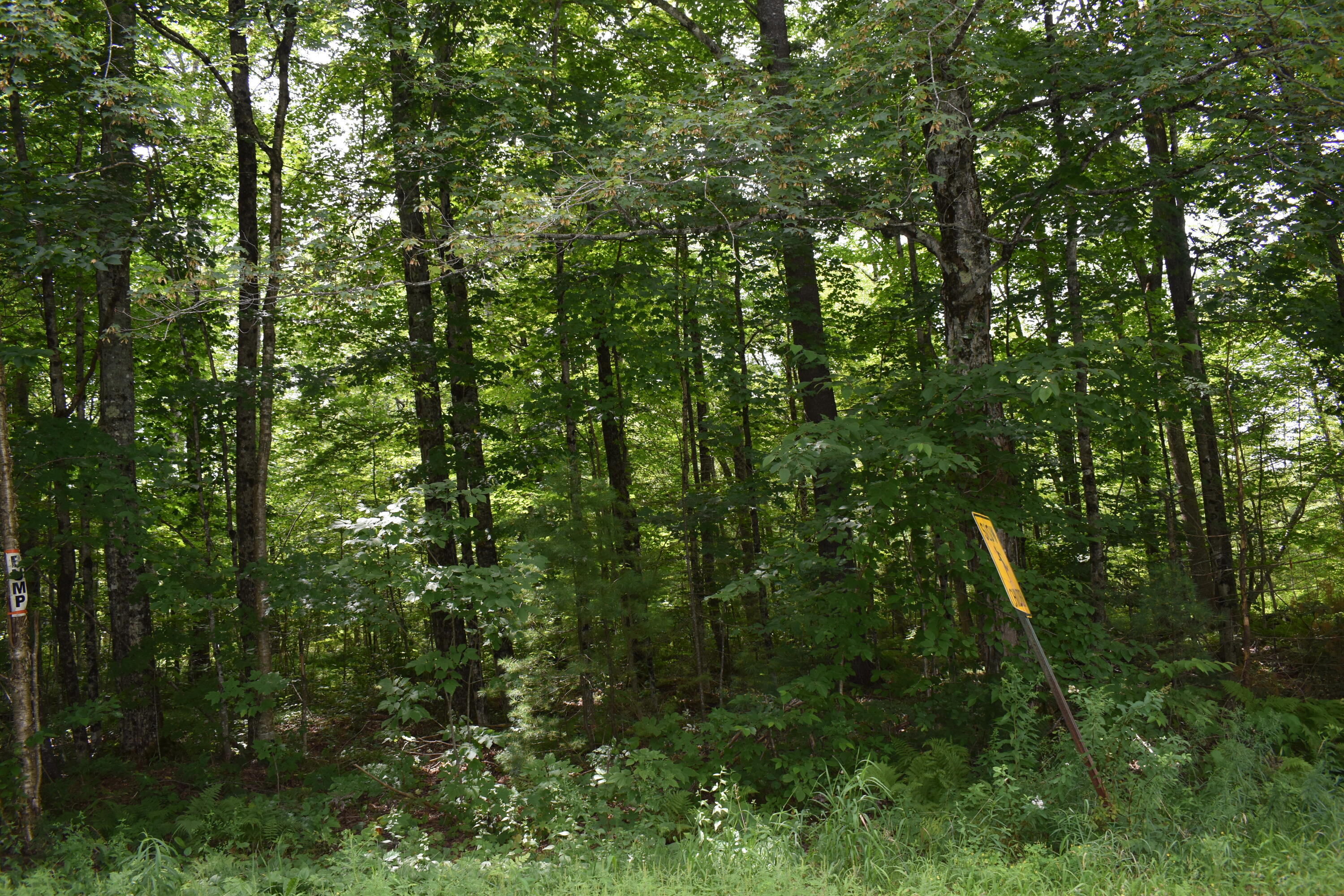 Lot 14-03 Higgins Road Pittsfield, ME 04967 - Photo 4 of 5 DSC_0614