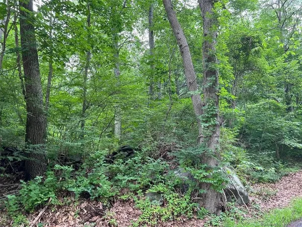 a view of a lush green forest