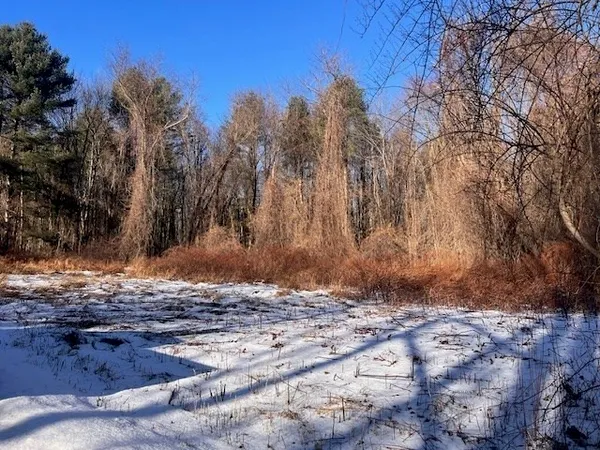 a view of dirt road with a large tree