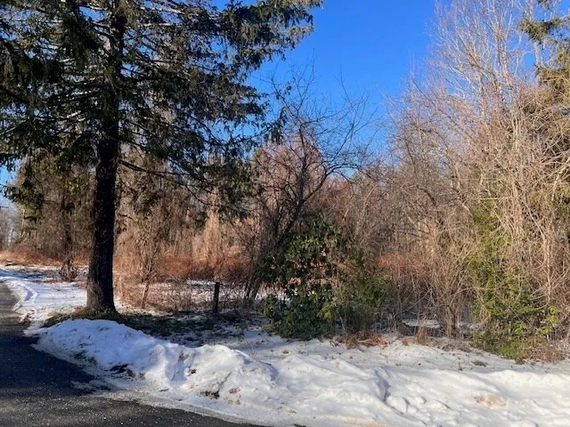 a view of a backyard with large trees