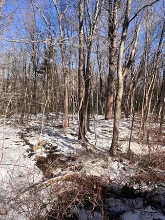 a view of a forest with lots of trees