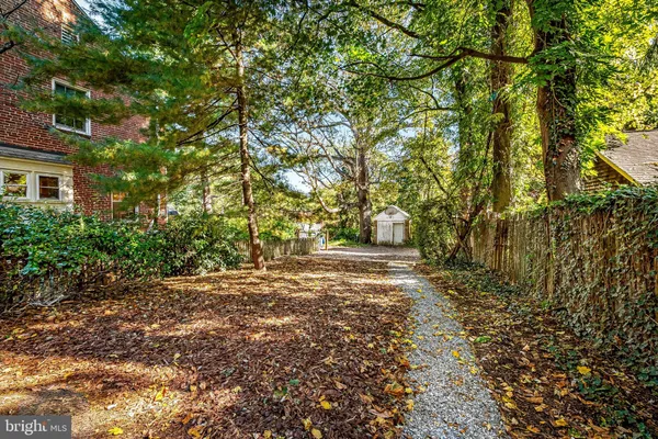 a road view with large trees