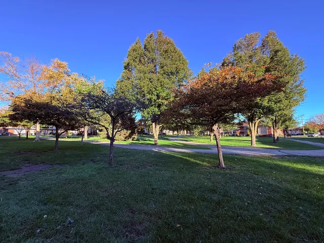a view of a trees in a yard