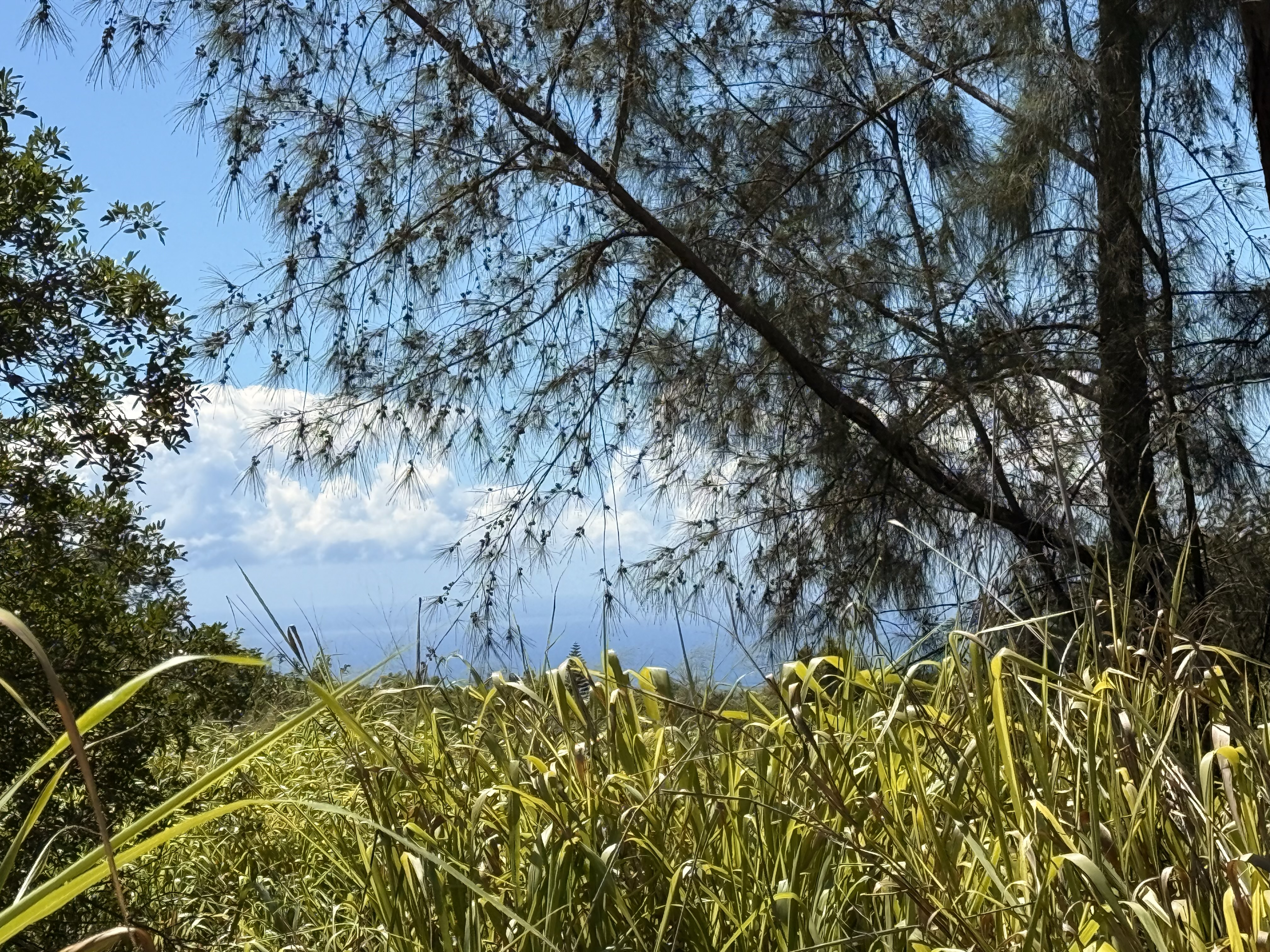 Kai Makani Place Captain Cook, HI 96704 - Photo 4 of 16 a backyard of a house with lots of green space