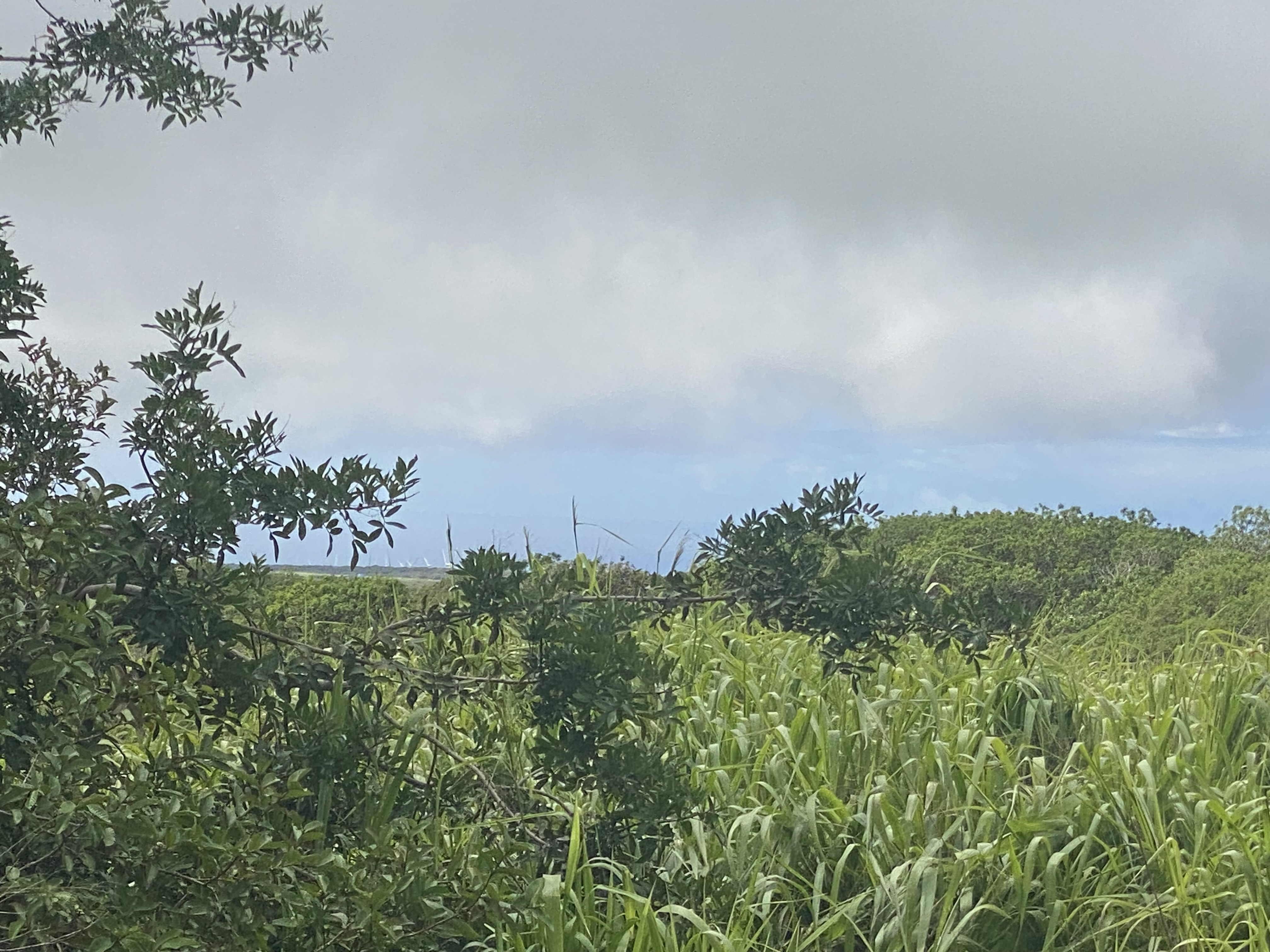 Kai Makani Place Captain Cook, HI 96704 - Photo 5 of 16 view of a bunch of trees