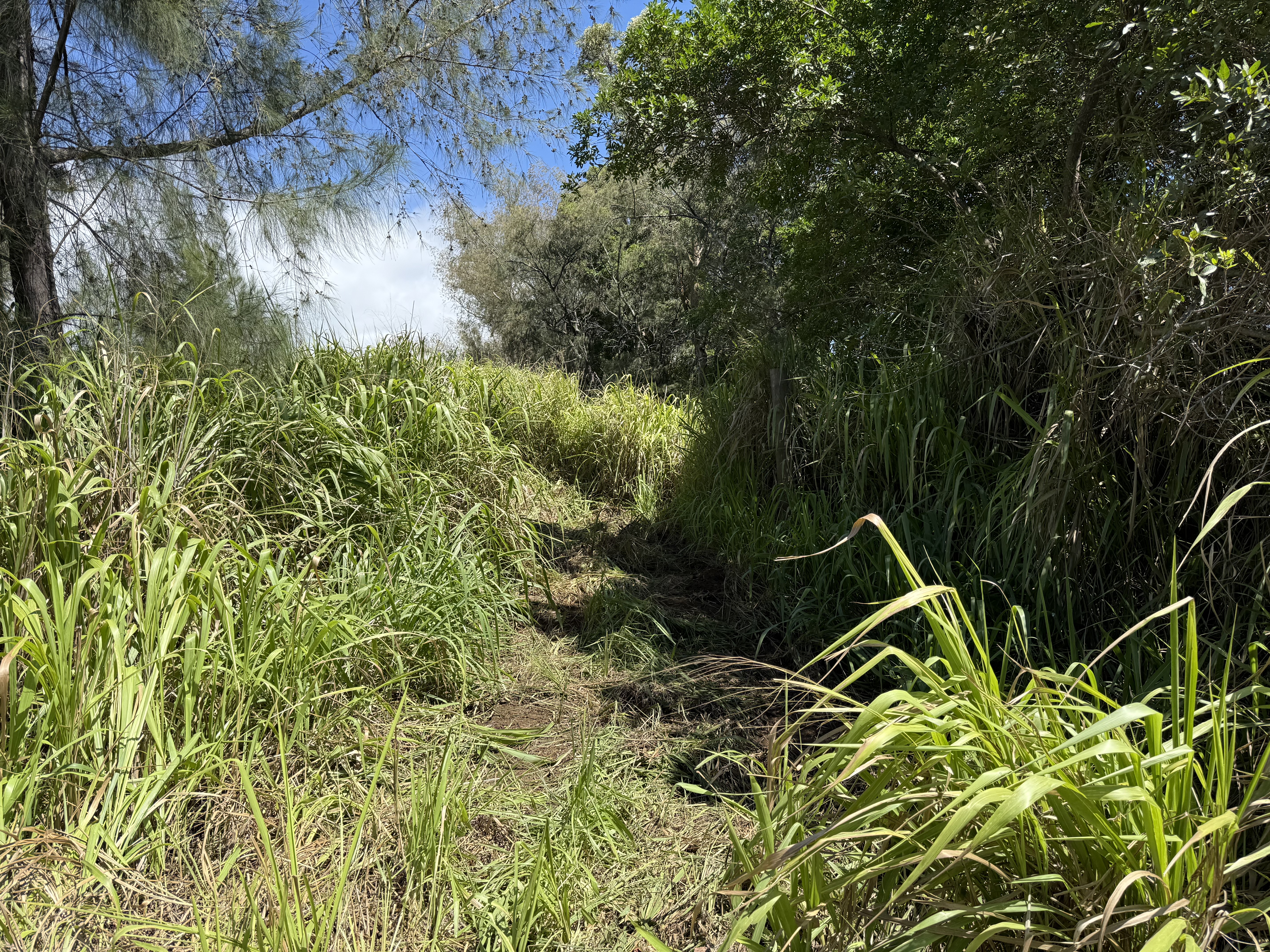 Kai Makani Place Captain Cook, HI 96704 - Photo 10 of 16 a backyard of a house with lots of green space