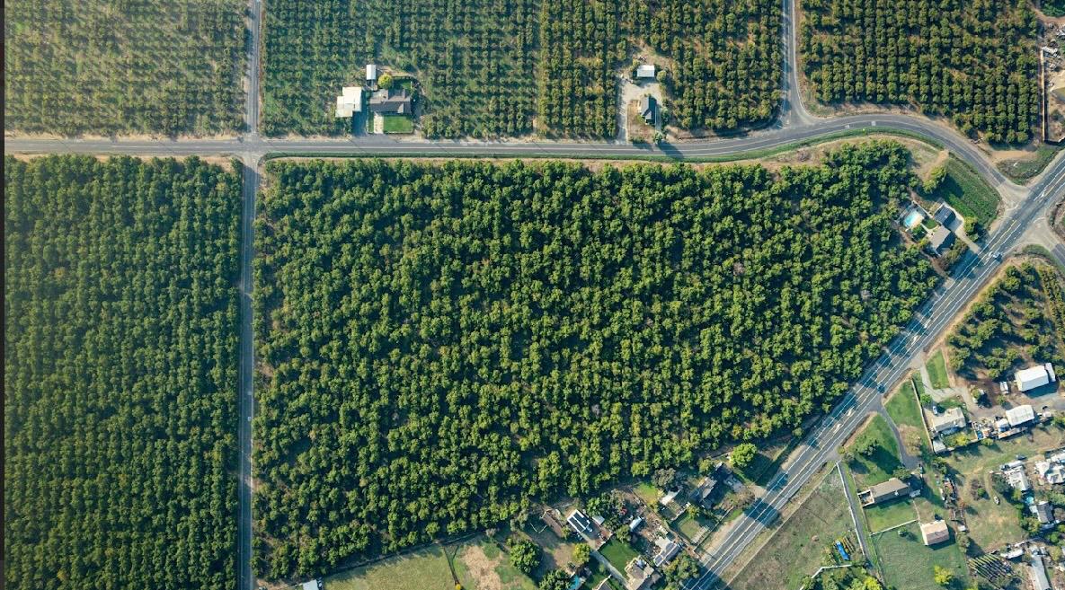 10221 Baker Road Stockton, CA 95215 - Photo 5 of 7 a picture of a tree