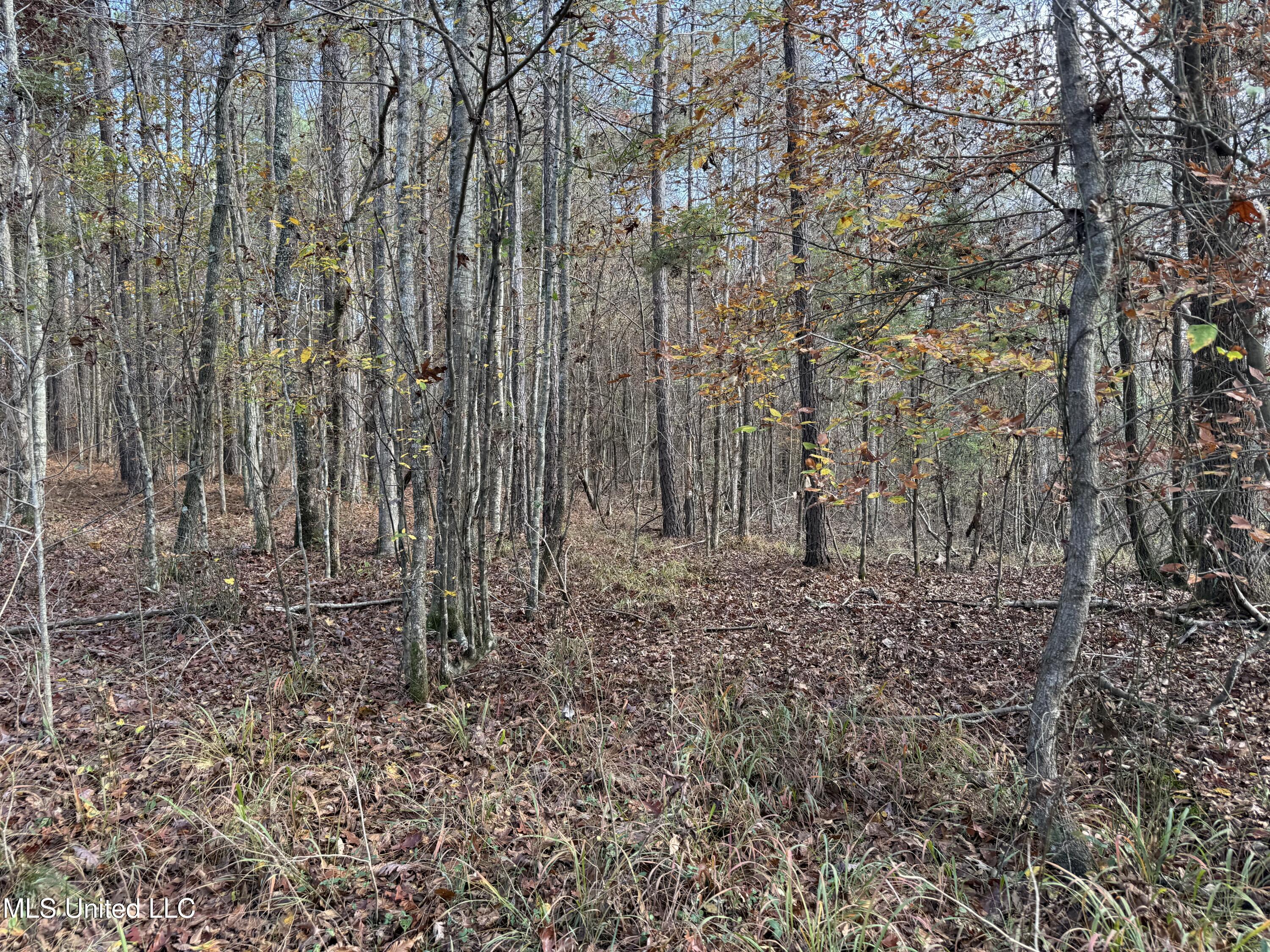 0 Greenland Road Little Rock, MS 39337 - Photo 3 of 40 IMG_2707