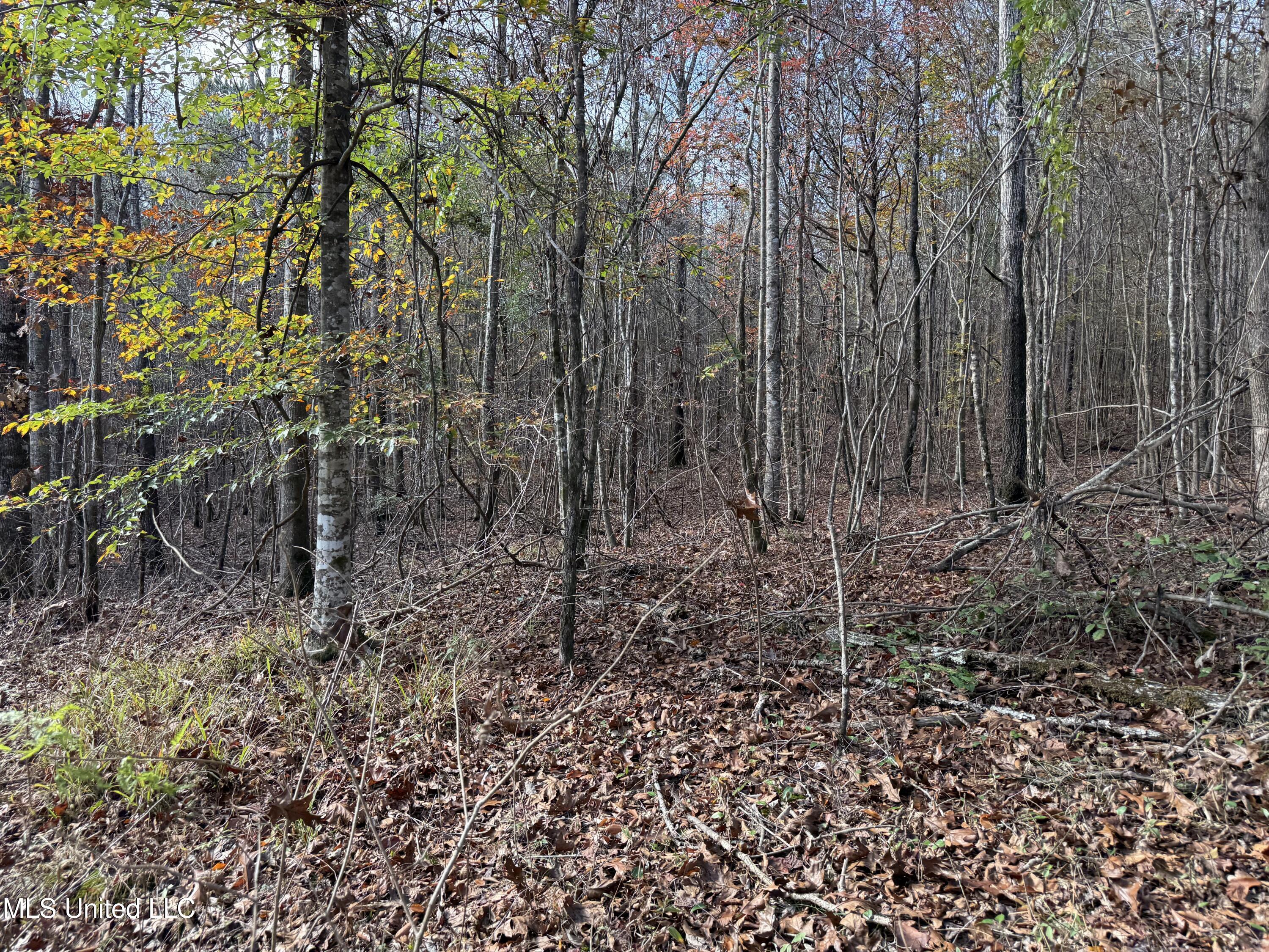 0 Greenland Road Little Rock, MS 39337 - Photo 39 of 40 IMG_2706