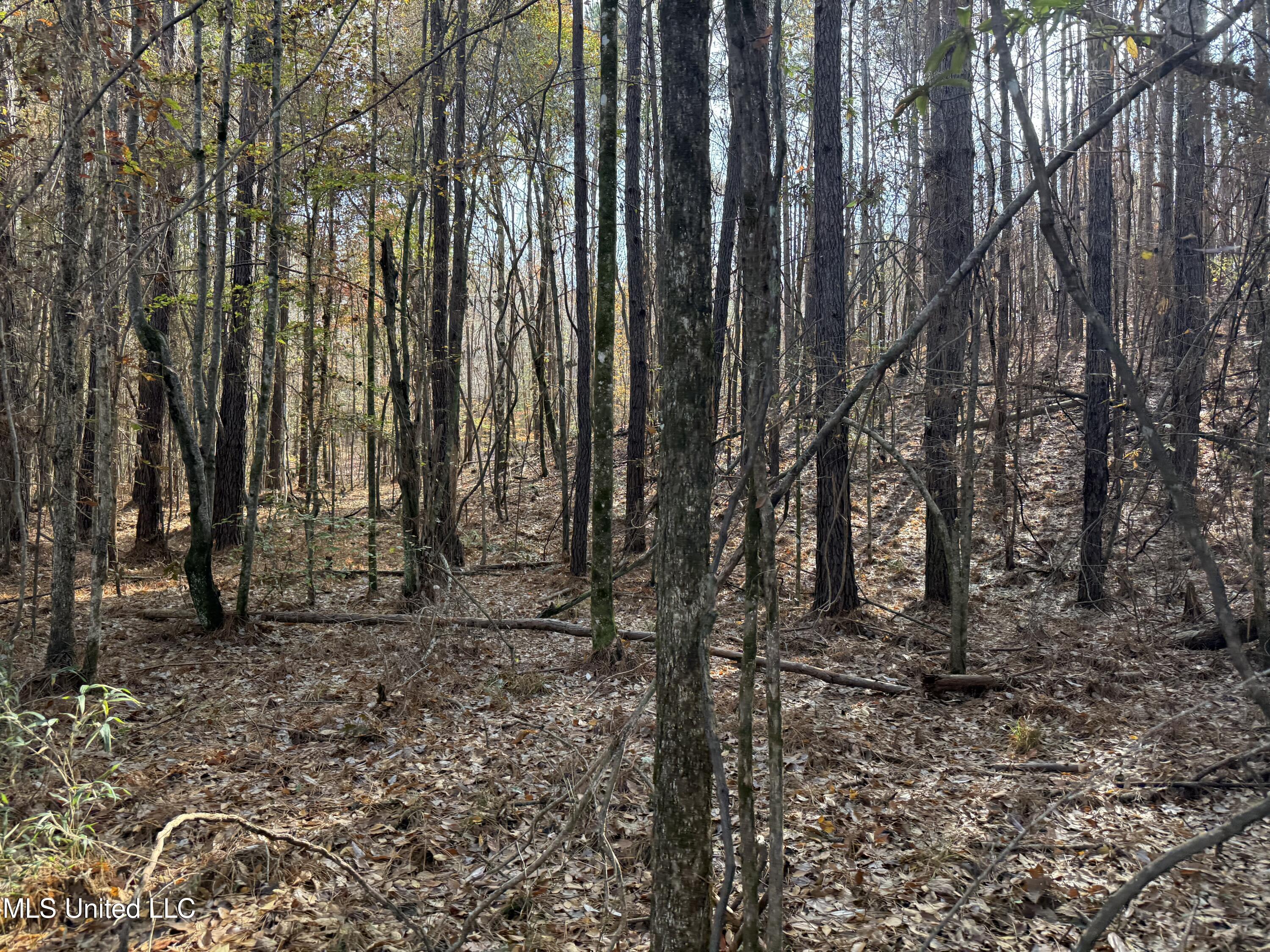 0 Greenland Road Little Rock, MS 39337 - Photo 40 of 40 IMG_2704