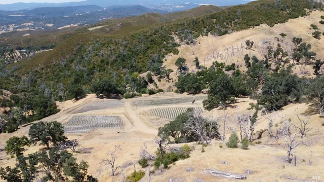 an aerial view of a forest