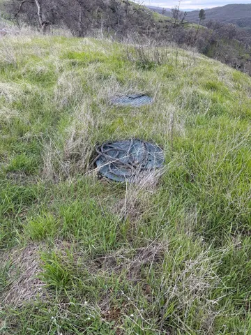 a picture of flowers and flowers