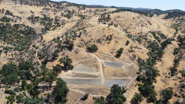 a view of a dry yard with lots of trees