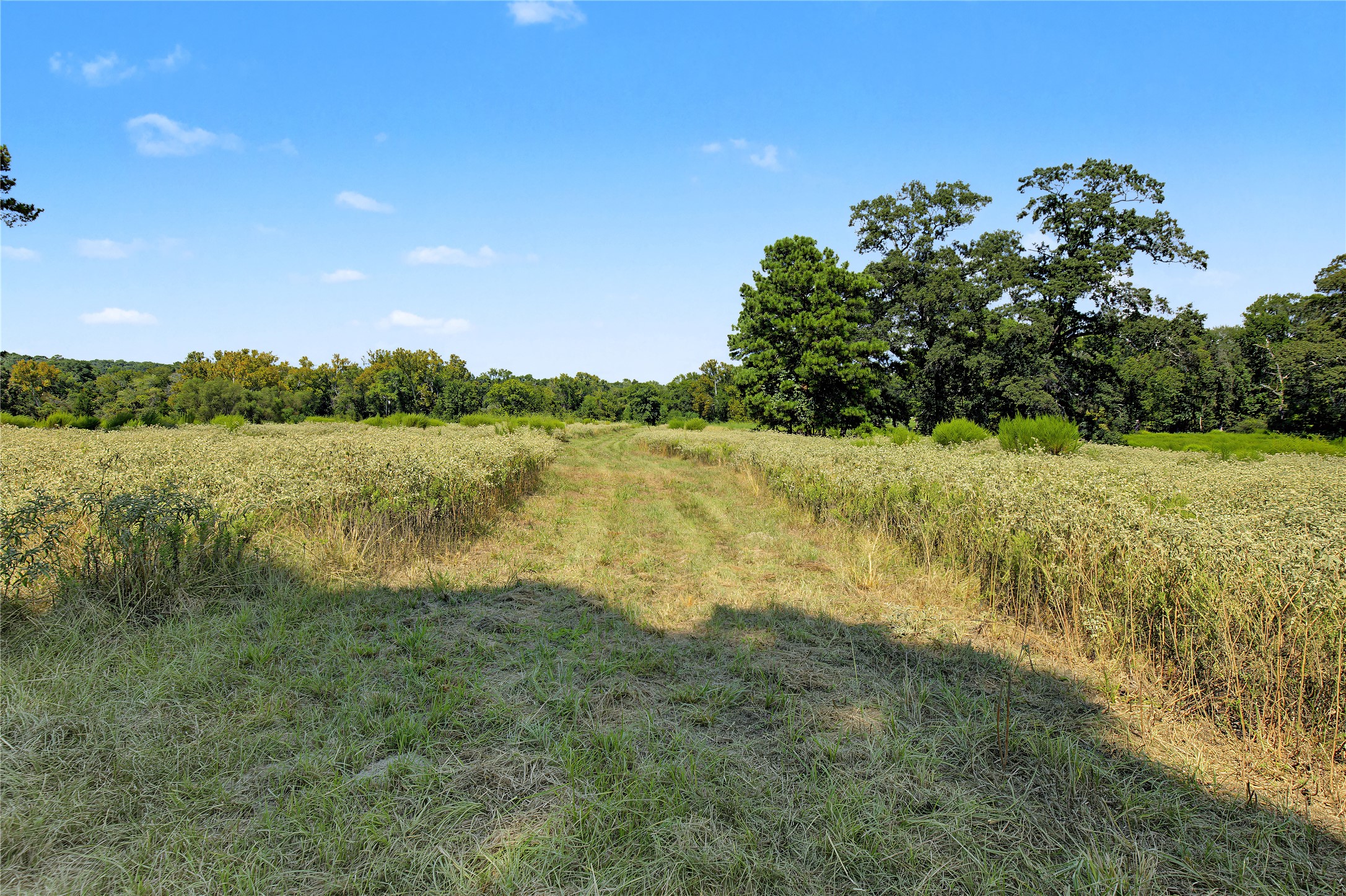 13111 Shepard Hill Road Willis, TX 77318 - Photo 10 of 15 Gallery Image 10
