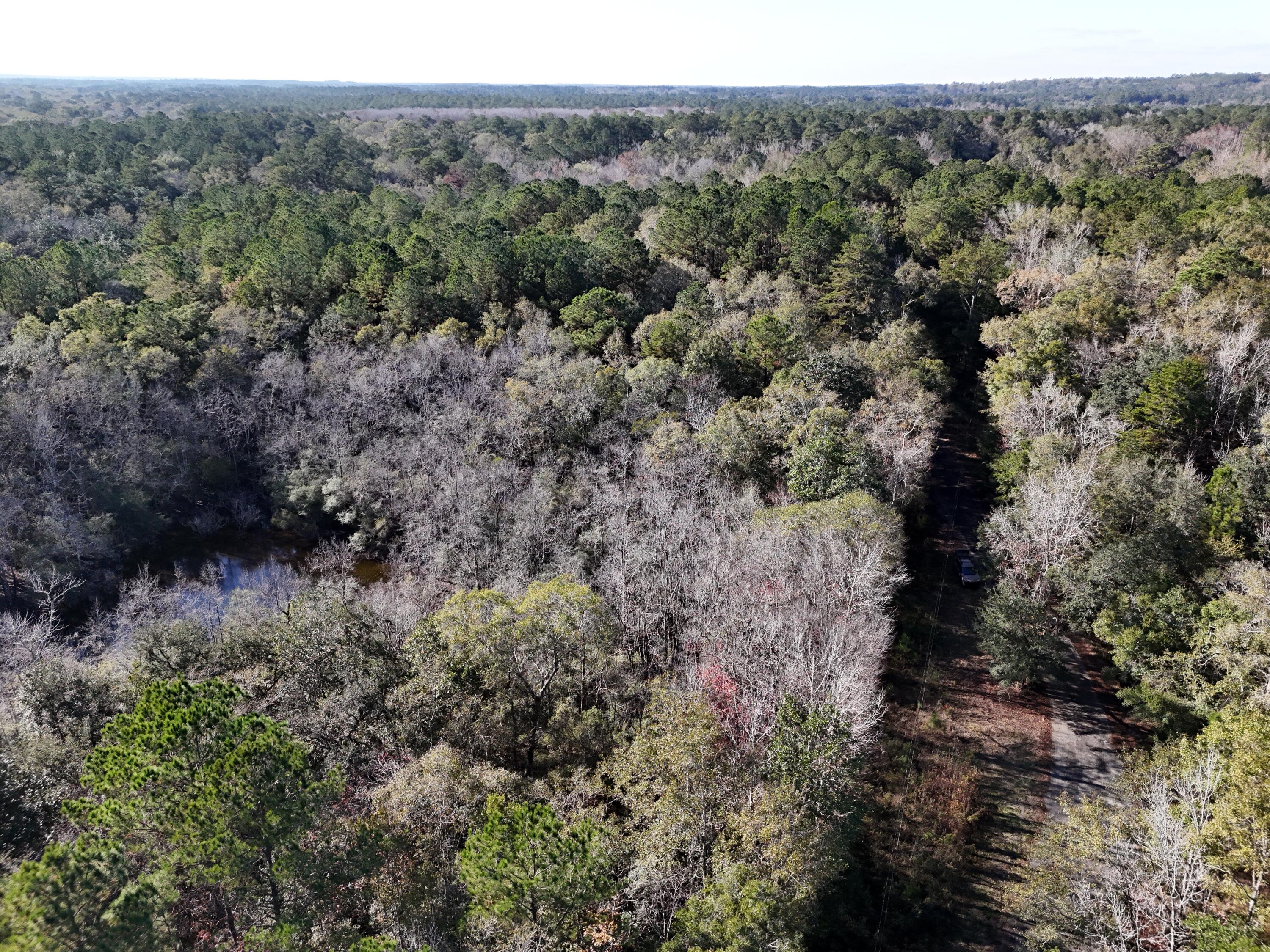 160 Louie Miller Road Ponce de Leon, FL 32455 - Photo 3 of 13 a view of a forest with a forest