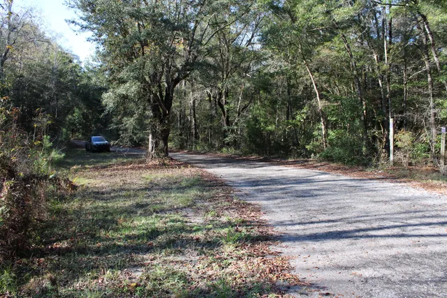 a view of a big yard with lots of bushes