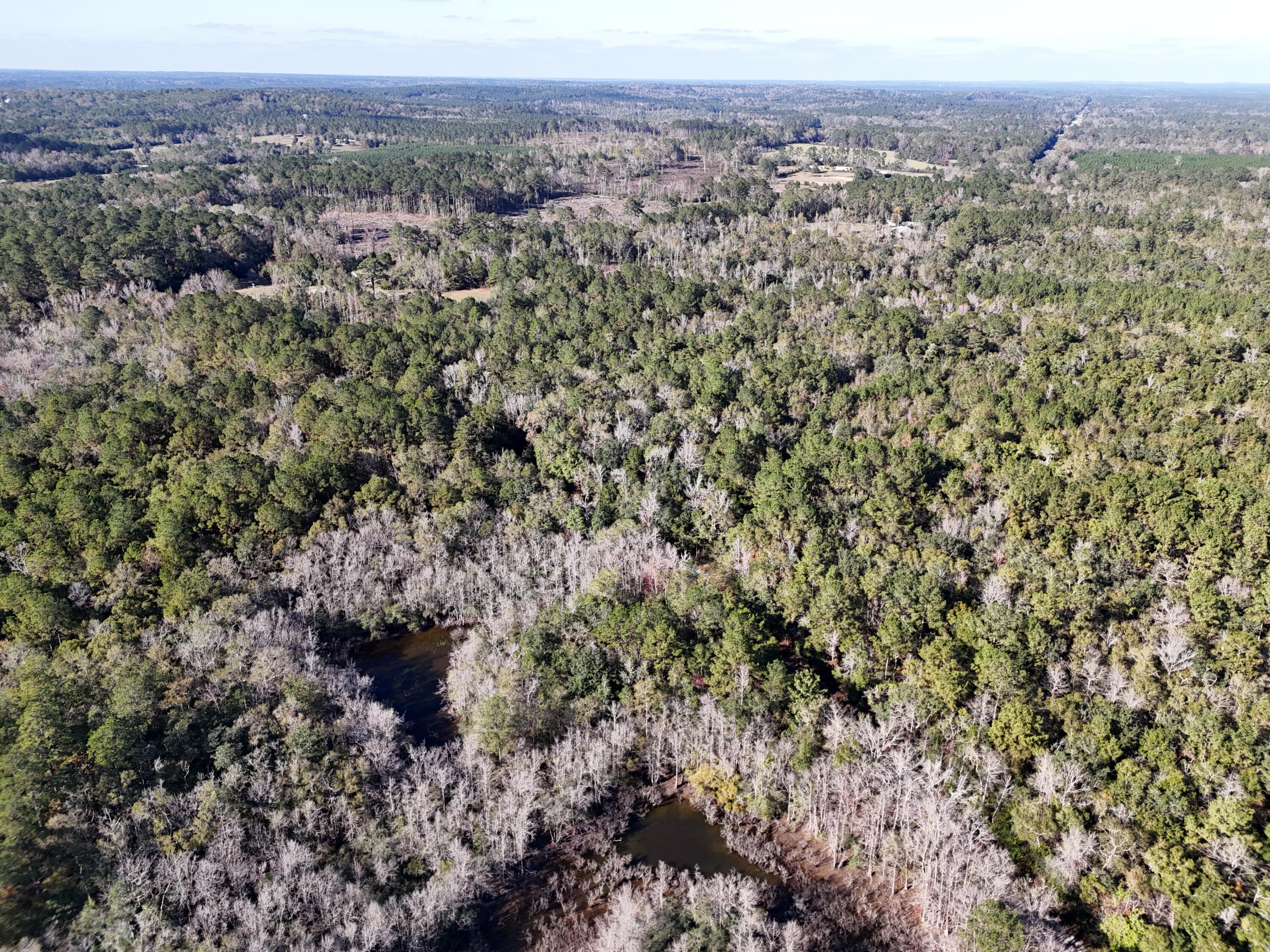 160 Louie Miller Road Ponce de Leon, FL 32455 - Photo 8 of 13 a view of a big yard with lots of bushes