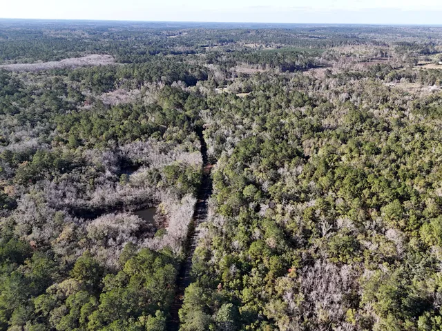 a view of a forest with trees in the background