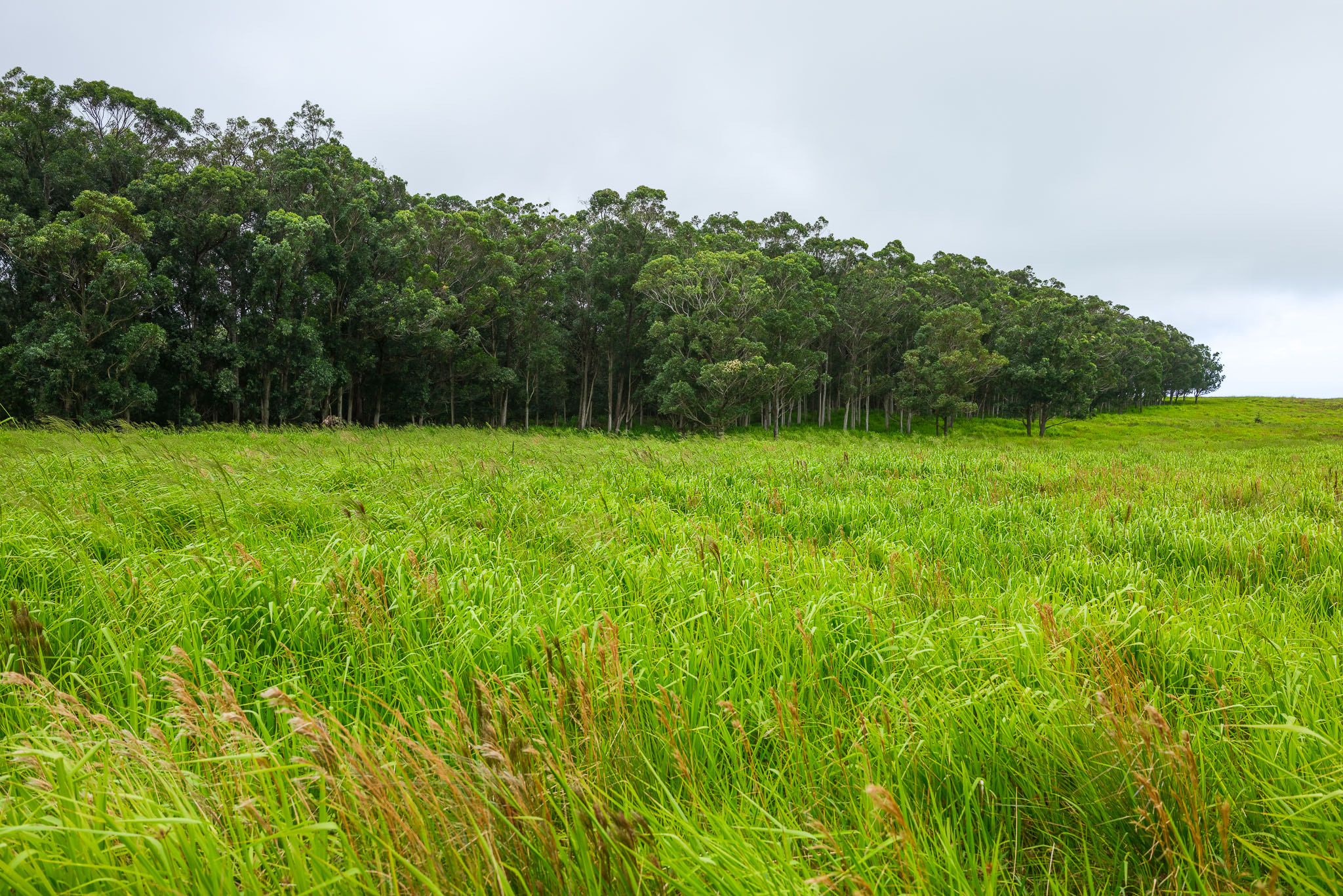 95-3970 Halemauna Road Naalehu, HI 96772 - Photo 11 of 17 a view of field with trees in the background