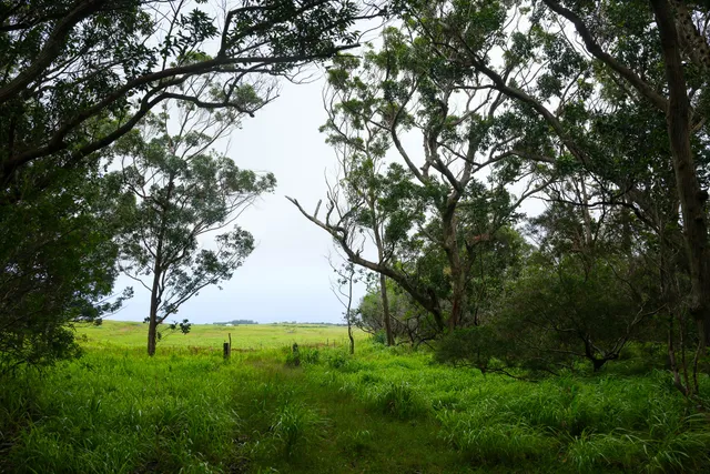 a view of backyard with green space