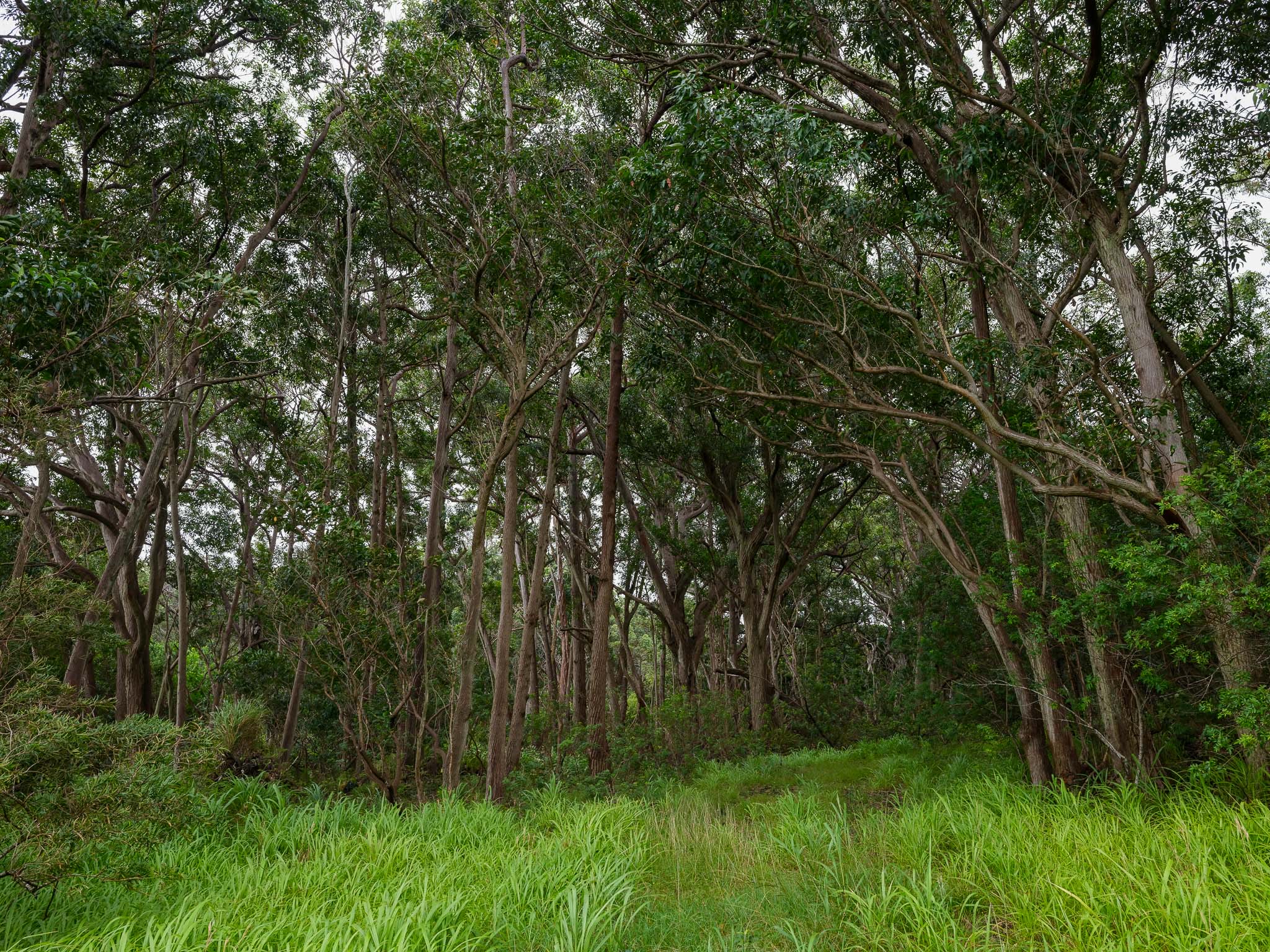 95-3970 Halemauna Road Naalehu, HI 96772 - Photo 14 of 17 a view of a lush green space