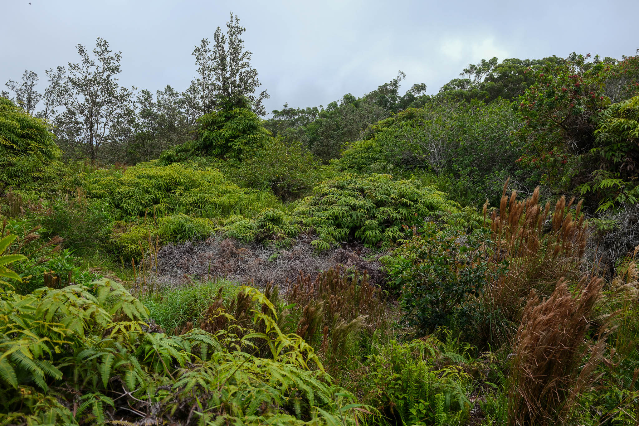 95-3970 Halemauna Road Naalehu, HI 96772 - Photo 15 of 17 a view of a lush green forest with lots of trees