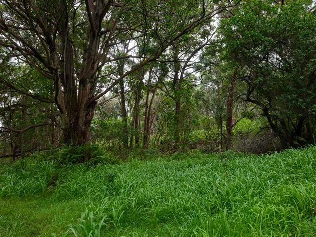 a view of lush green forest
