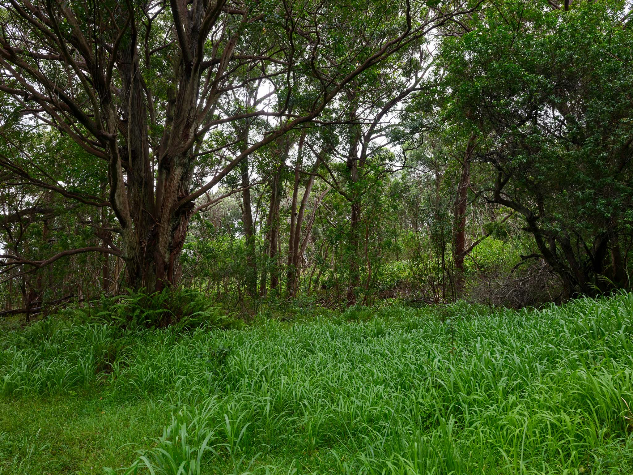 95-3970 Halemauna Road Naalehu, HI 96772 - Photo 17 of 17 a view of lush green forest