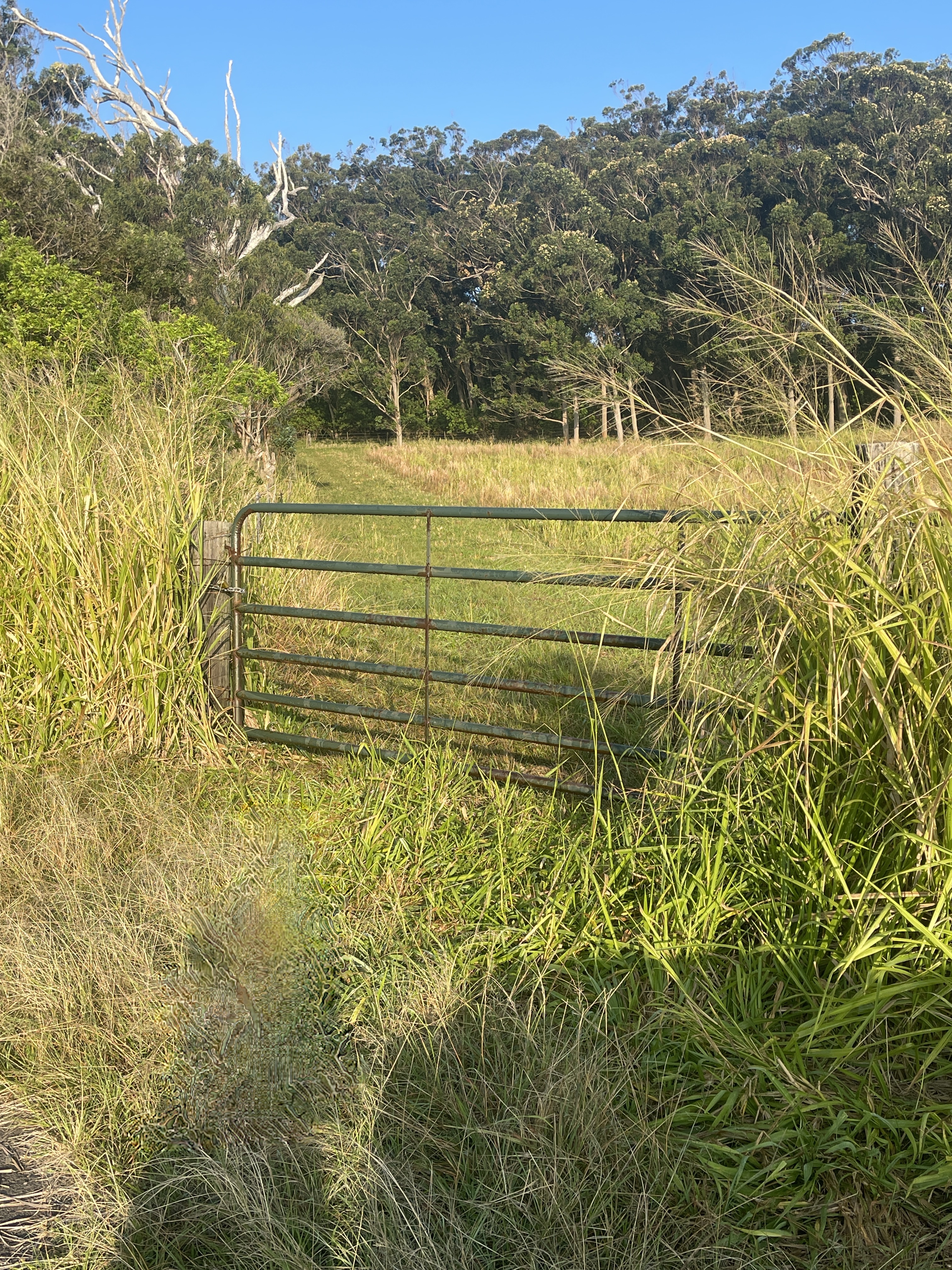 95-3970 Halemauna Road Naalehu, HI 96772 - Photo 19 of 20 a view of a yard with a wall