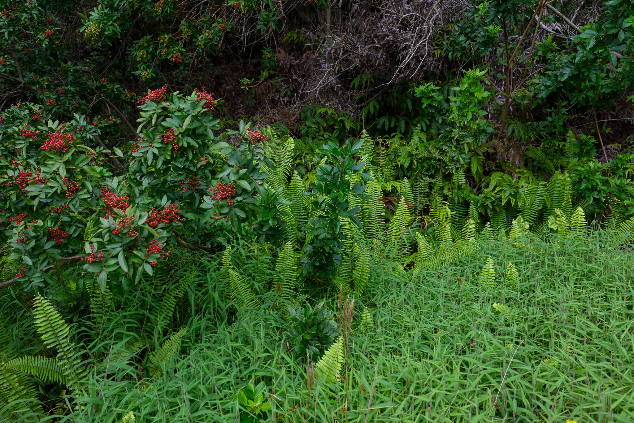 95-3970 Halemauna Road Naalehu, HI 96772 - Photo 3 of 17 a backyard of a house with lots of green space