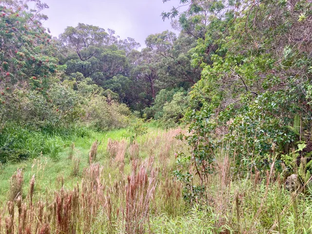 a view of a yard with plants and a wooden bench