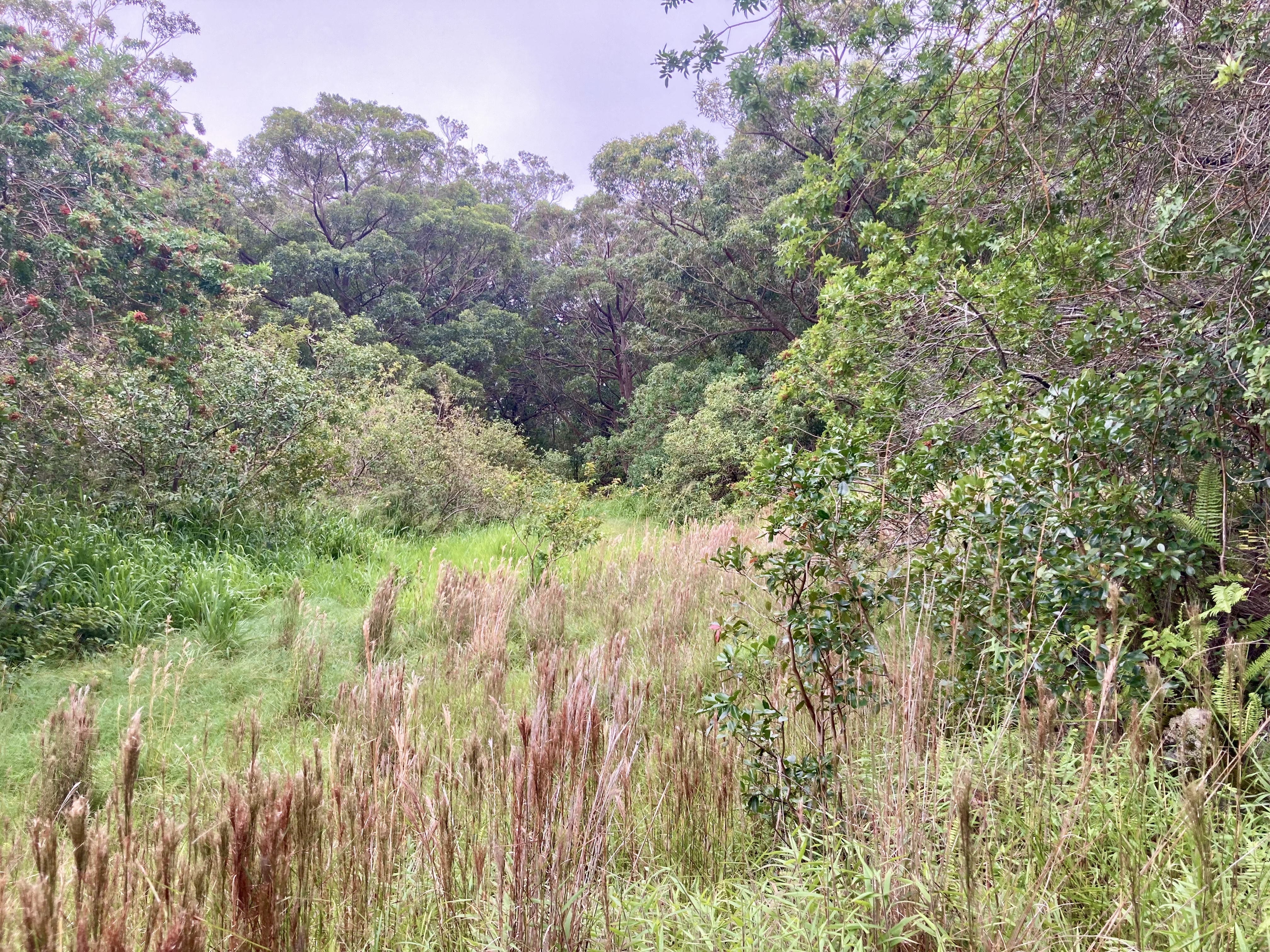 95-3970 Halemauna Road Naalehu, HI 96772 - Photo 5 of 17 a view of a yard with plants and a wooden bench