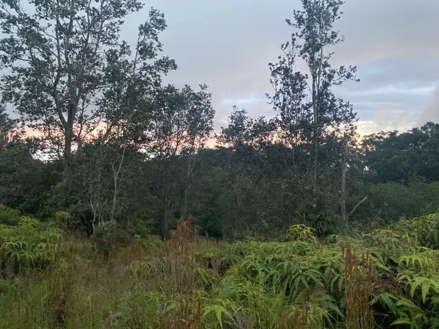 a view of a lush green forest with lots of trees