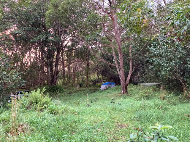 a view of backyard with tree