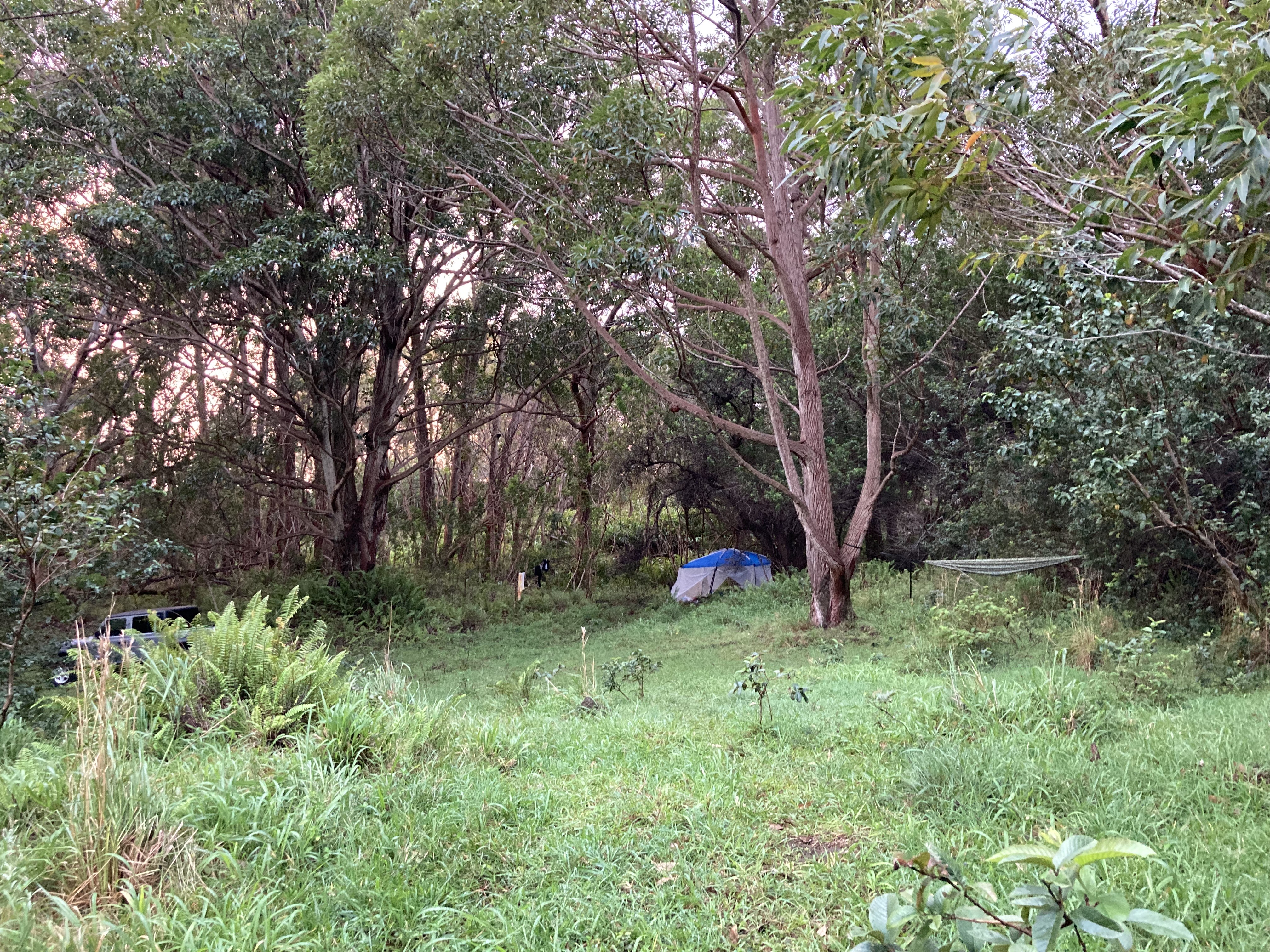 95-3970 Halemauna Road Naalehu, HI 96772 - Photo 7 of 17 a view of backyard with tree