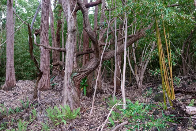 a view of a backyard with plants