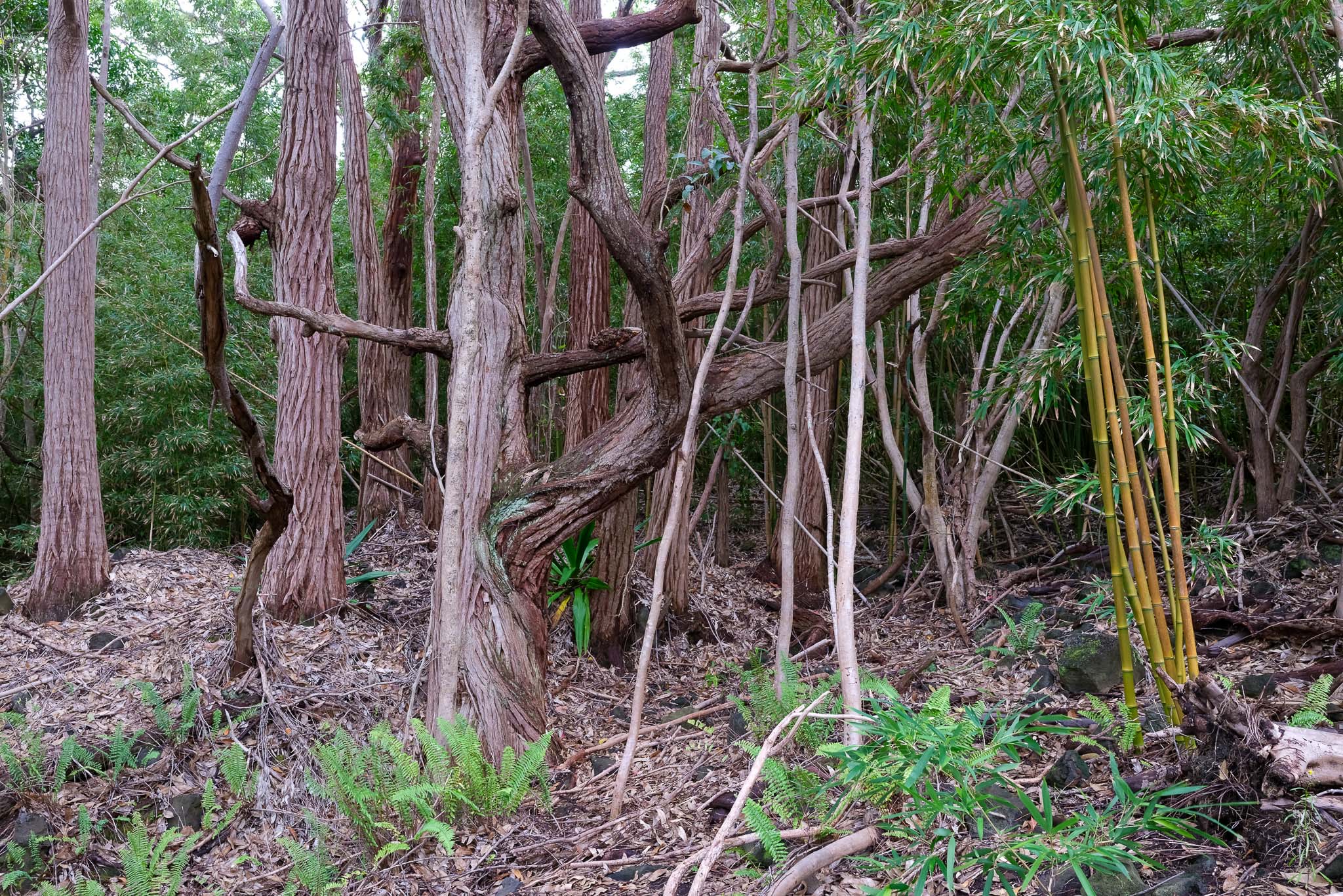 95-3970 Halemauna Road Naalehu, HI 96772 - Photo 9 of 17 a view of a backyard with plants