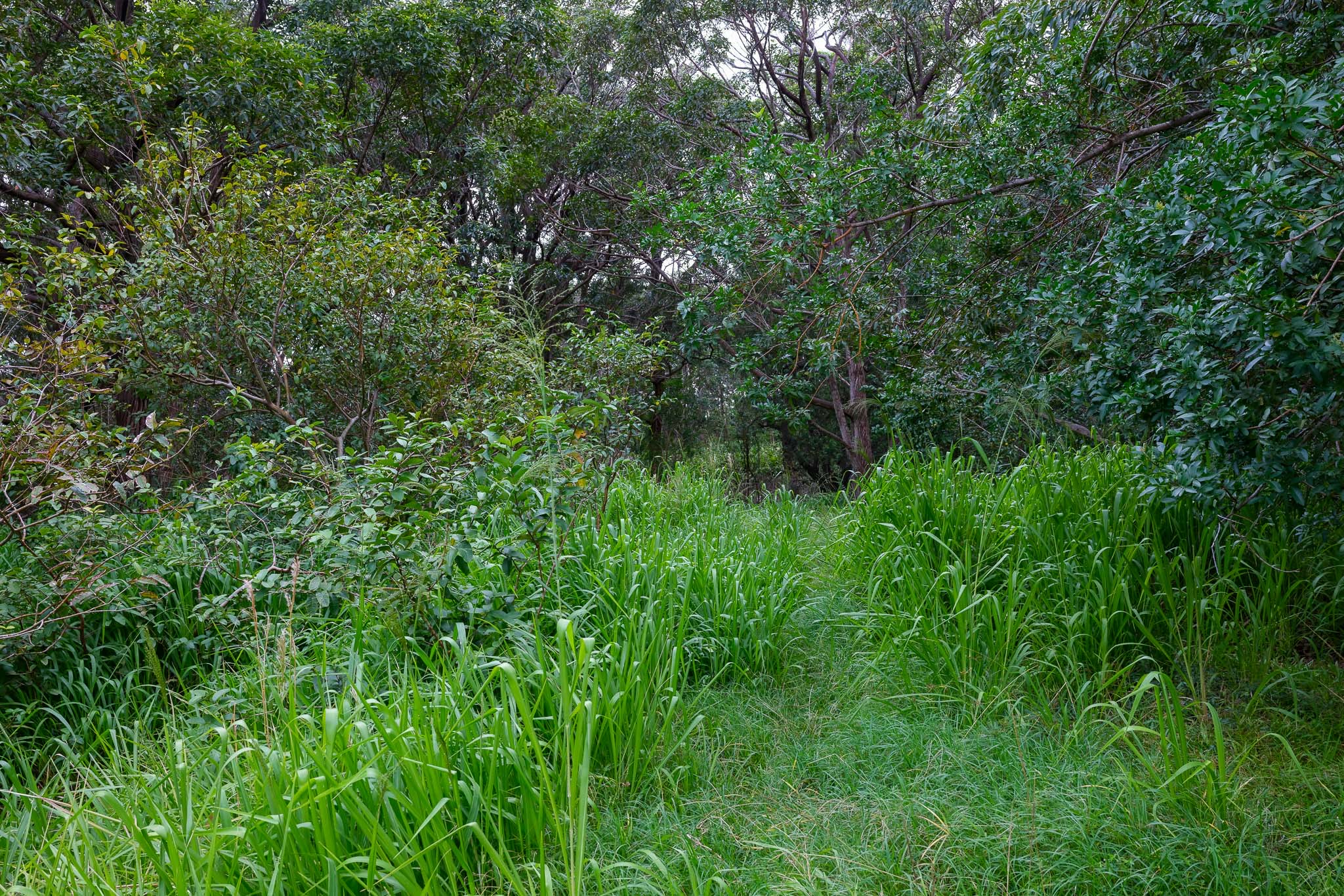 95-3970 Halemauna Road Naalehu, HI 96772 - Photo 10 of 17 a view of a lush green forest