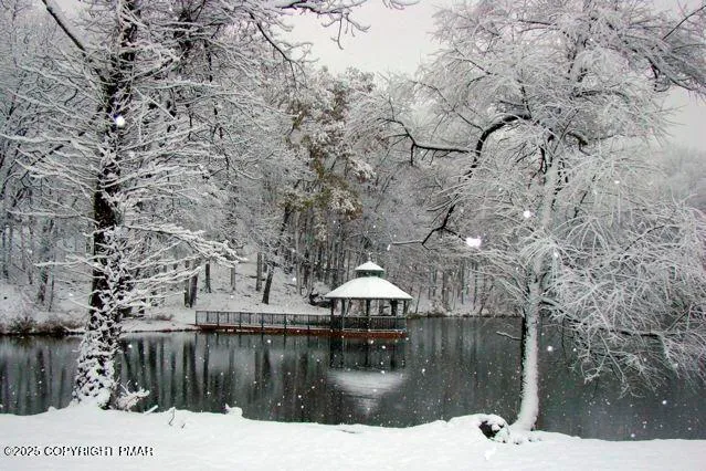 a view of a forest with a tree