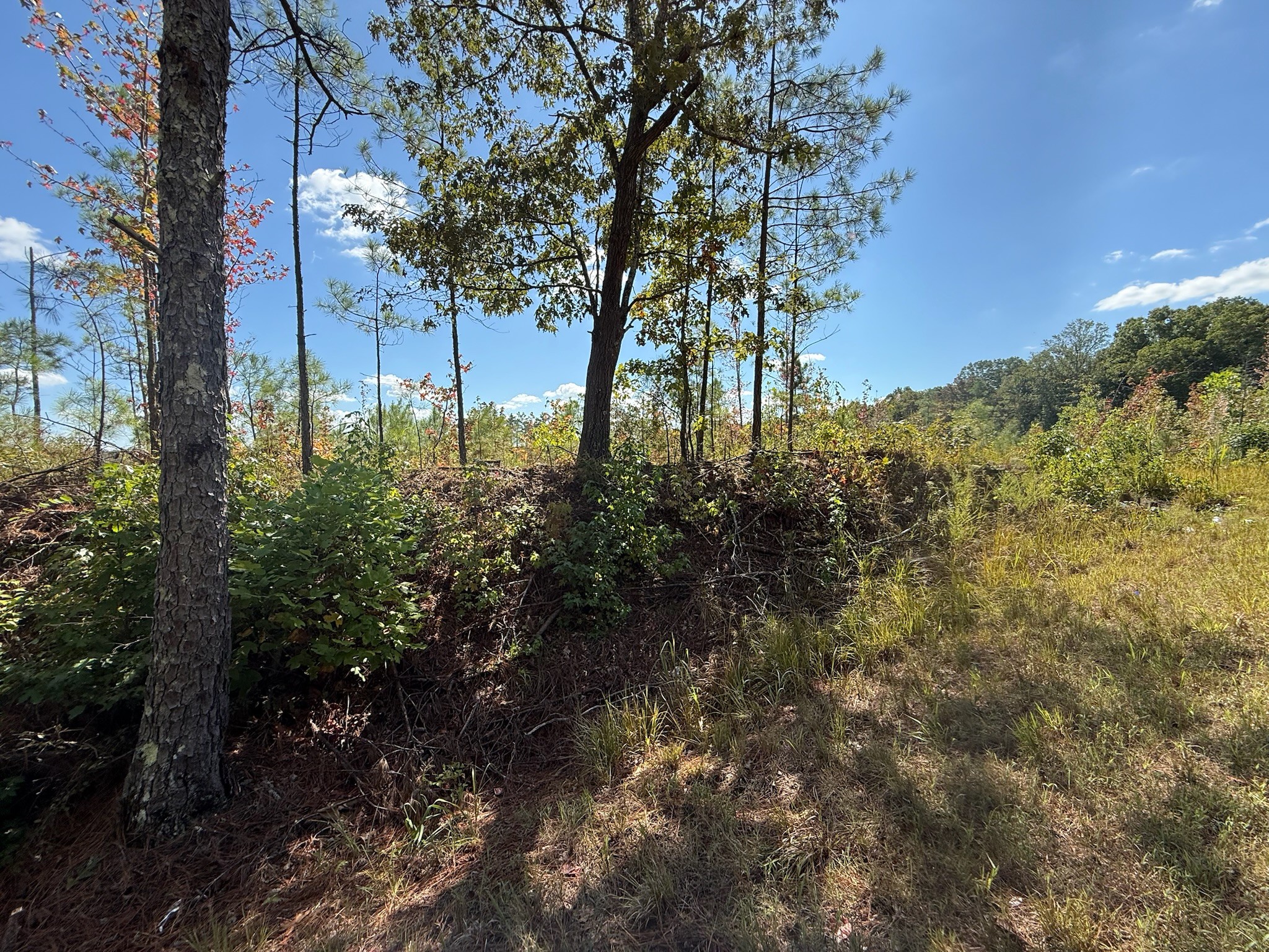 3 Leapwood Enville Road Adamsville, TN 38310 - Photo 2 of 8 a view of a yard