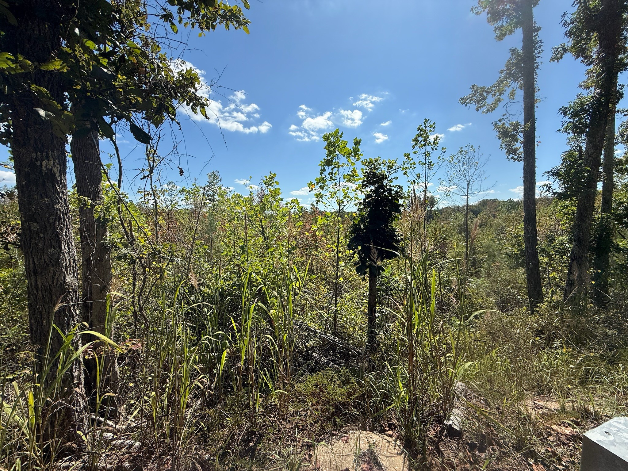 3 Leapwood Enville Road Adamsville, TN 38310 - Photo 5 of 8 a view of a building