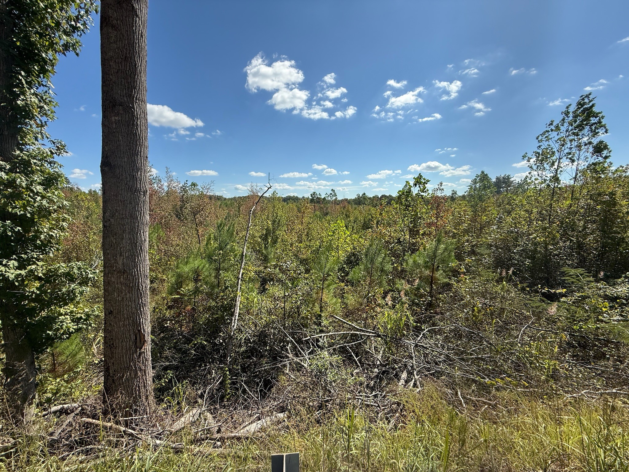 3 Leapwood Enville Road Adamsville, TN 38310 - Photo 7 of 8 a view of a fountain in middle of the garden