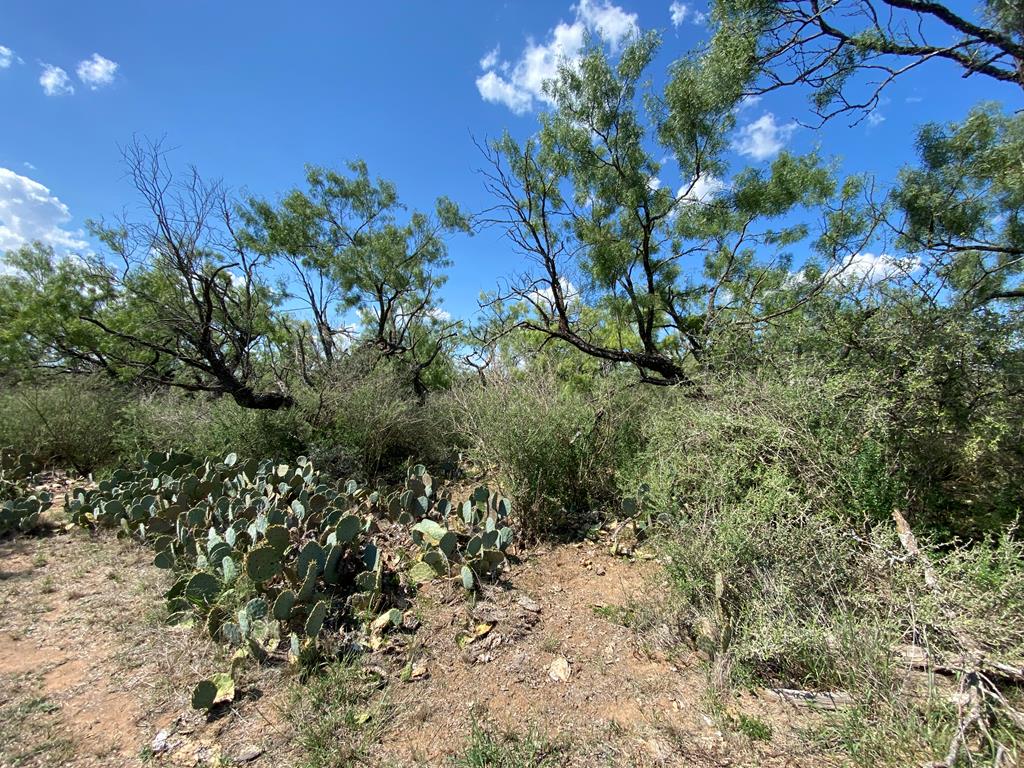 1 Jack Rabbit Road Doss, TX 78618 - Photo 4 of 14