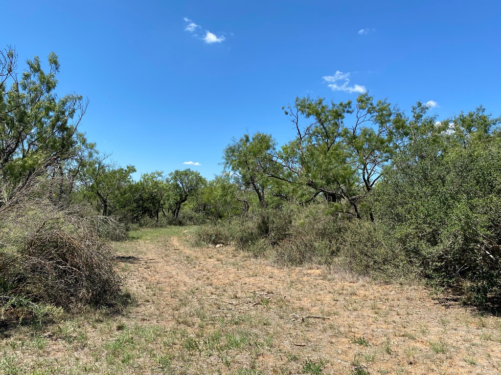 1 Jack Rabbit Road Doss, TX 78618 - Photo 6 of 14