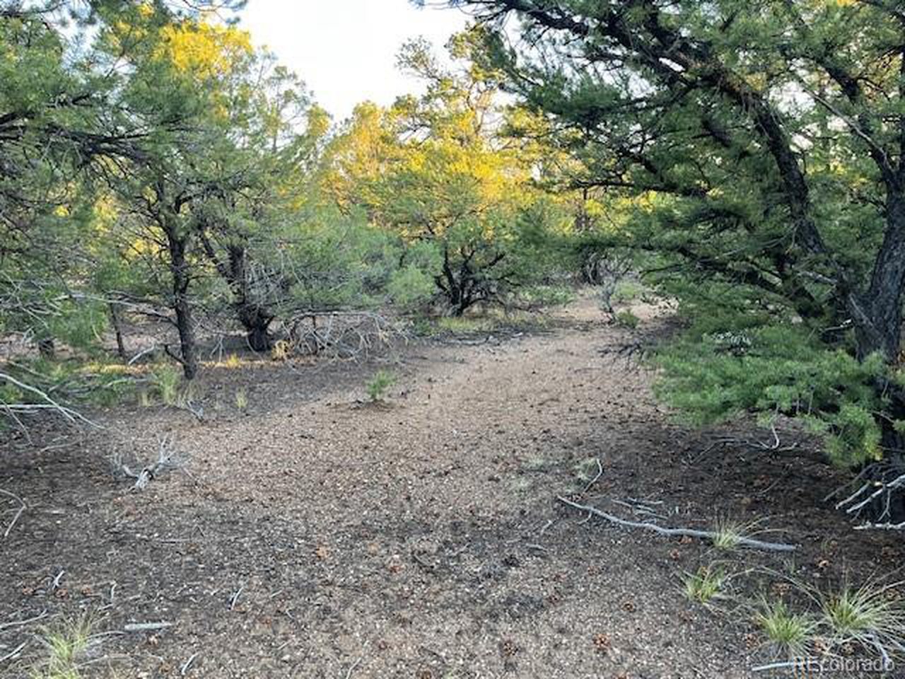 1575 Balleroy Road San Luis, CO 81152 - Photo 6 of 14 Plenty of mature trees but not overcrowded.