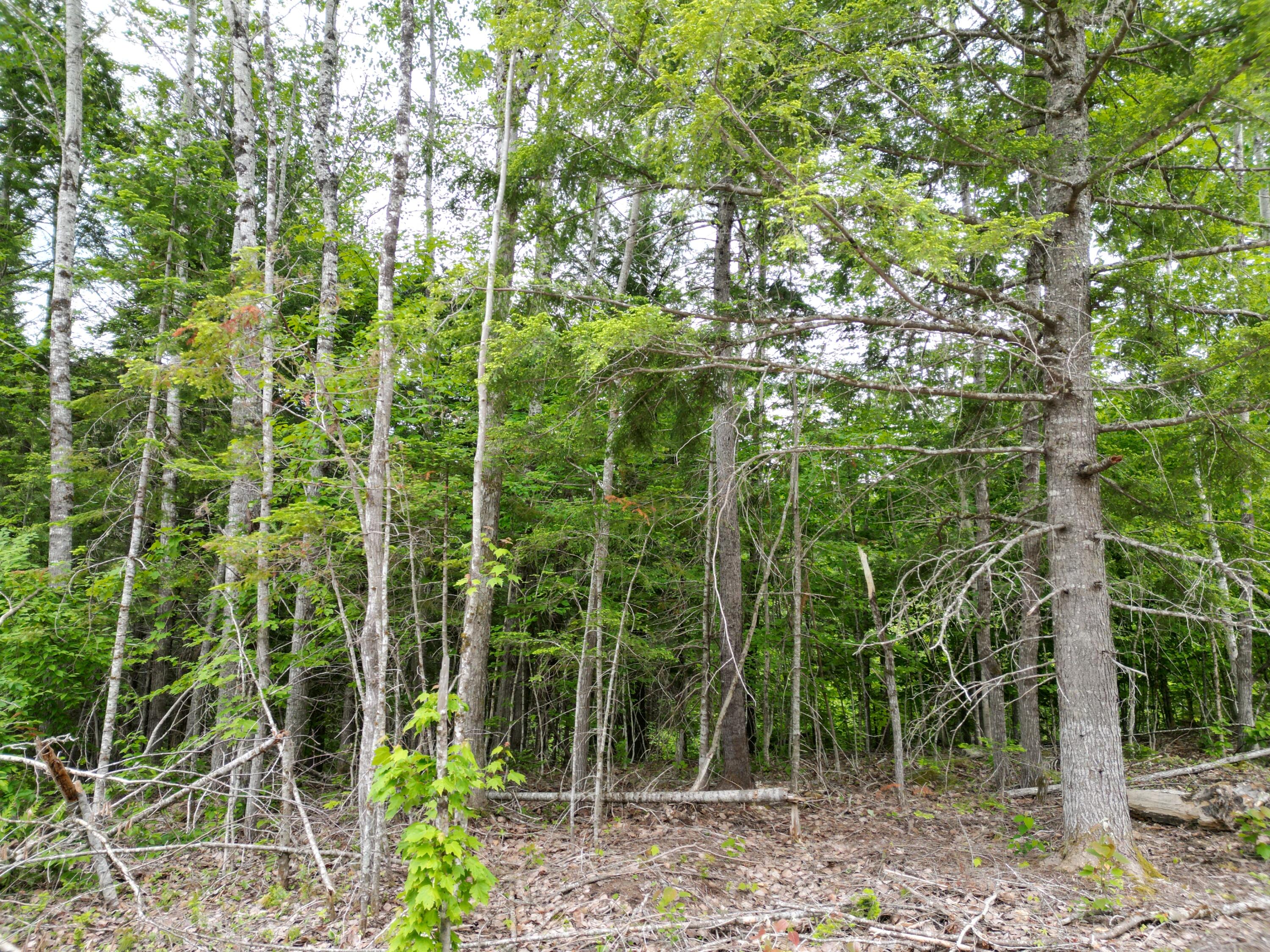 Lot 4 Shep Road Extension Springfield, ME 04487 - Photo 4 of 17 DJI_0243