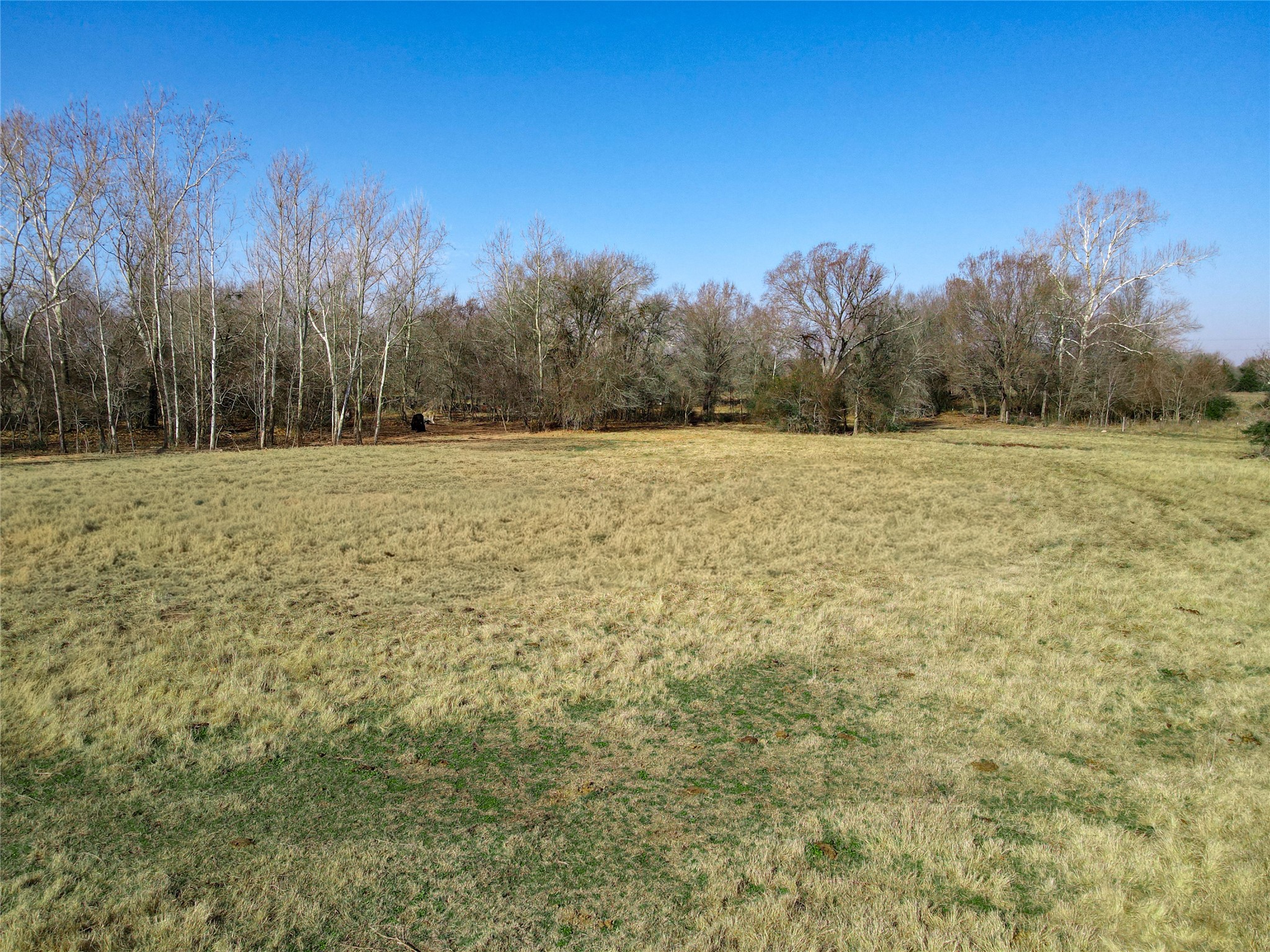 0 South Fm 46 Bremond, TX 76629 - Photo 5 of 9 a big yard with trees in the background