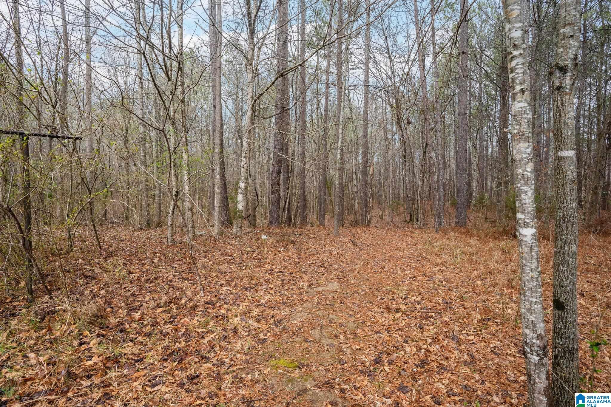0 Highway 49 Lineville, AL 36266 - Photo 10 of 18