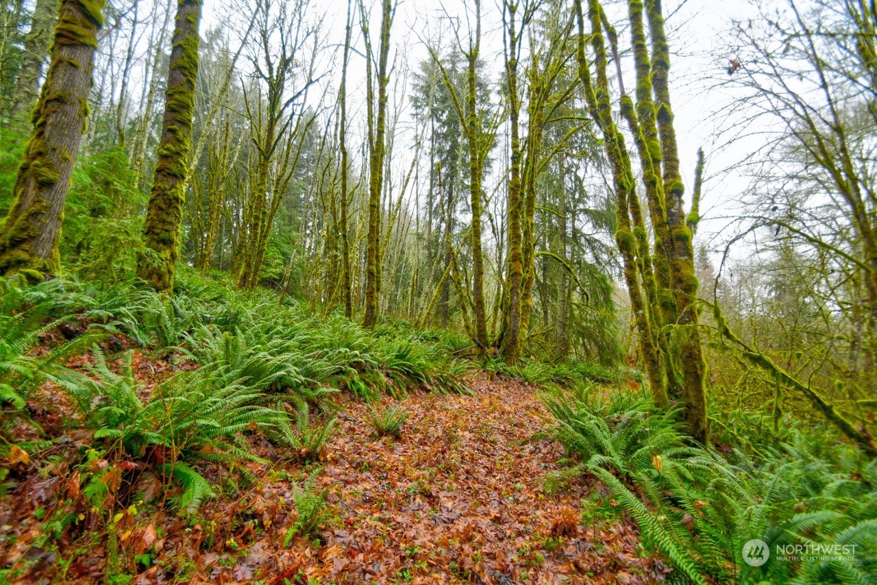 0 Crego Ridge Road Chehalis, WA 98532 - Photo 1 of 25 a view of yard